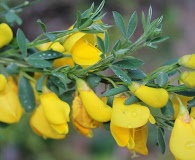 Cytisus scoparius