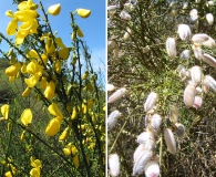 Cytisus striatus