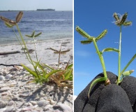 Dactyloctenium aegyptium