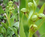 Dactylorhiza viridis