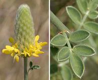 Dalea aurea