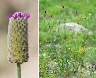 Dalea emarginata