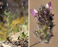 Dalea filiformis