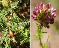 Dalea foliolosa