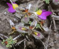 Dalea versicolor