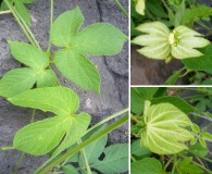 Dalechampia scandens