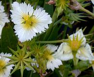 Damasonium californicum