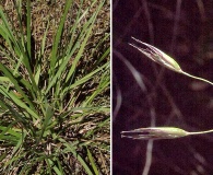 Danthonia californica