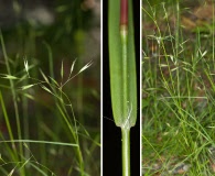 Danthonia compressa