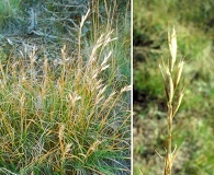 Danthonia parryi