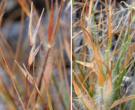 Danthonia unispicata