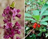 Daphne mezereum