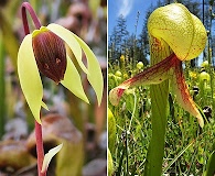 Darlingtonia californica