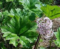 Darmera peltata