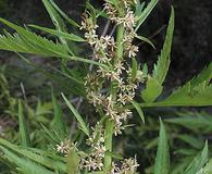 Datisca glomerata