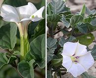 Datura discolor