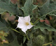 Datura stramonium