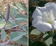 Datura wrightii