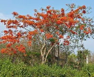 Delonix regia