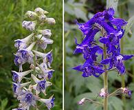 Delphinium X occidentale