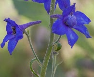 Delphinium alabamicum