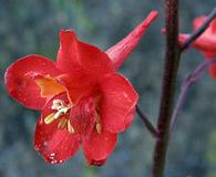 Delphinium cardinale