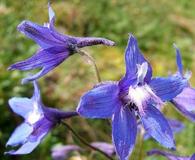 Delphinium chamissonis