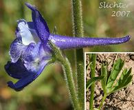 Delphinium depauperatum