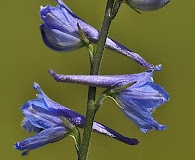 Delphinium distichum