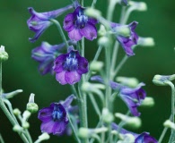 Delphinium exaltatum