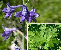 Delphinium glaucum