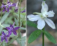 Delphinium gracilentum