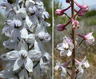 Delphinium gypsophilum