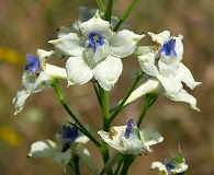 Delphinium leucophaeum