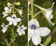 Delphinium pavonaceum