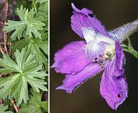 Delphinium polycladon