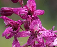 Delphinium purpusii