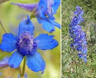 Delphinium stachydeum