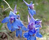 Delphinium treleasei