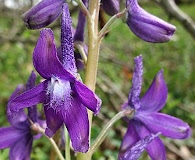 Delphinium tricorne