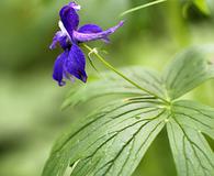 Delphinium trolliifolium