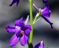 Delphinium uliginosum