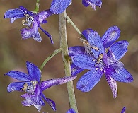 Delphinium umbraculorum