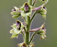 Delphinium viridescens