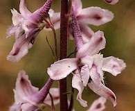 Delphinium wootonii