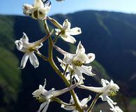 Delphinium xantholeucum