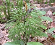 Dendrolycopodium dendroideum