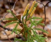 Dendrolycopodium hickeyi