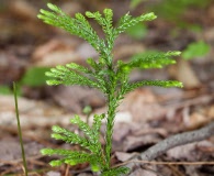 Dendrolycopodium obscurum