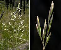 Deschampsia cespitosa